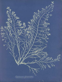 Poster Cystoseira granulata from Photographs of British Algæ