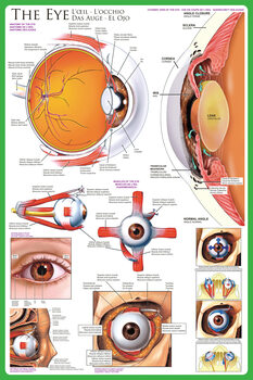 Póster El ojo - anatomía