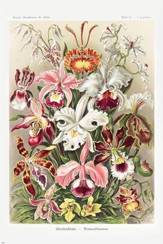 Плакат Ernst Haeckel - Orchideen
