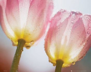 Póster Flores - tulipa 2