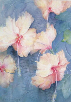 Poster Hibiscus, apricot