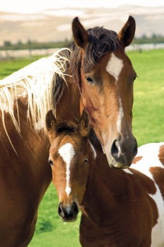 Poster  Horses - mare and foal