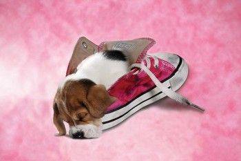 Poster Hush puppy