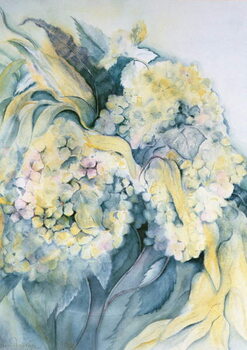 Poster Hydrangea Particulata