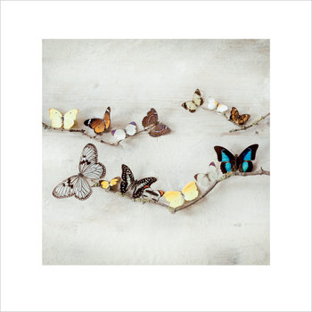 Konsttryck Ian Winstanley - Array of Butterflies