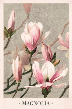 Плакат L. Prang & Co - Magnolia 1886