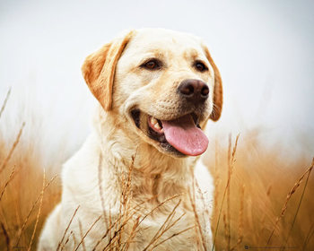 Poster Labrador retriever - veld