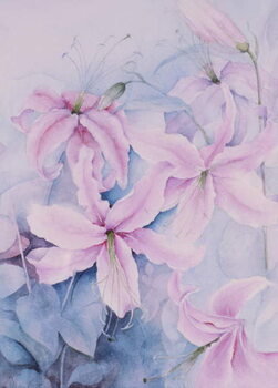 Poster Lilies, pink Auratum