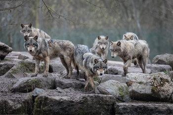 Lobos Pósters | Consíguelos online en 