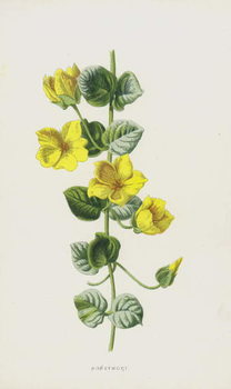 Póster Moneywort