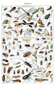 Poster Nuttige insecten en plagen (illustratie, ca. 1923)