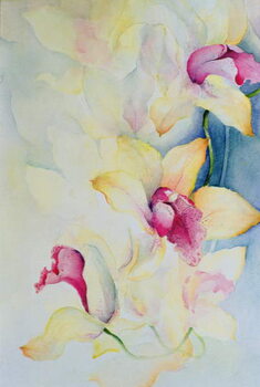 Poster Orchid, Cymbidium, Prince Charles