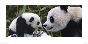 Konsttryck Panda - Steve Bloom