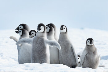 Póster XXL Penguins - Family