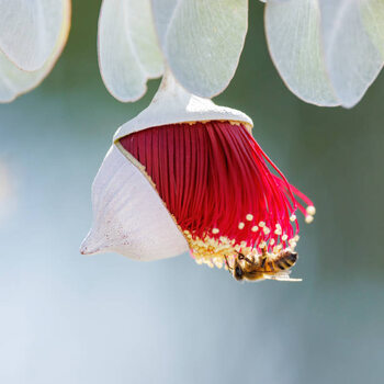 Póster Red and Yellow Eucalyptus Gum Blossom
