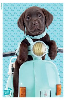 Póster Studio Pets - Scooter