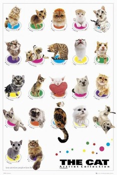 Poster The cat - compilation