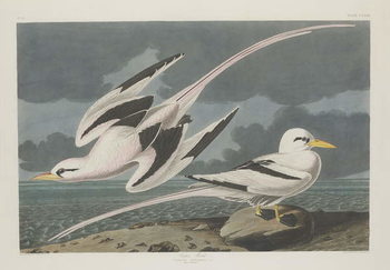 Poster Tropic Bird, 1835