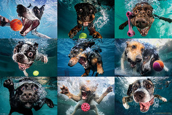 Póster Underwater Dogs