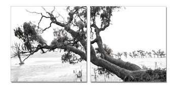 Obraz Praying Tree (B&W)