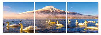 Swans on the lake Schilderij