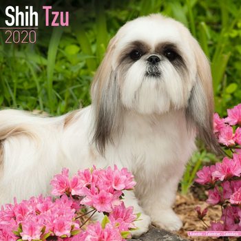 Ημερολόγιο 2020  Shih Tzu