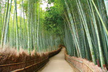Skleněný Obraz Bambusový les - Cesta