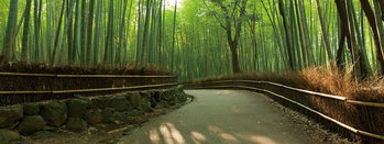 Skleněný Obraz Bambusový les - Pěšina