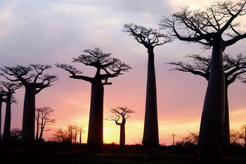 Skleněný Obraz Baobaby při západu slunce