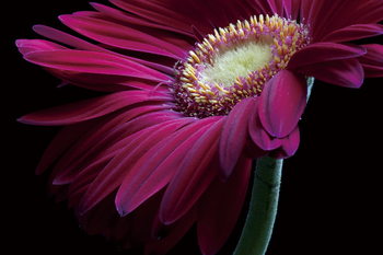 Skleněný Obraz Fialová gerbera