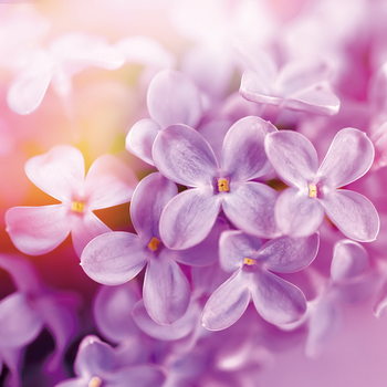 Skleněný Obraz Fialové květy