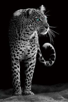 Skleněný Obraz Gepard - b&w