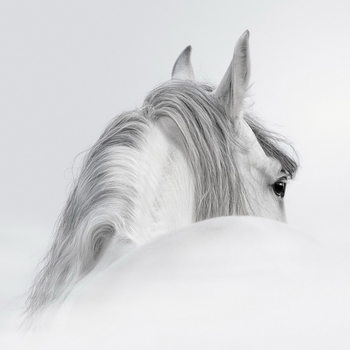 Skleněný Obraz Kůň - Bílý kůň