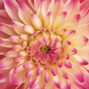 Skleněný Obraz Květiny - Růžová gerbera