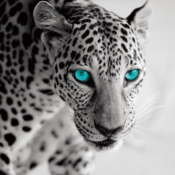 Skleněný Obraz Leopard - Modré oči