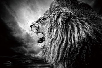 Skleněný Obraz Lev - Lví hlava v noci