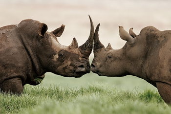 Skleněný Obraz Nosorožci - Láska