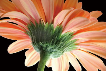 Skleněný Obraz Oranžová gerbera