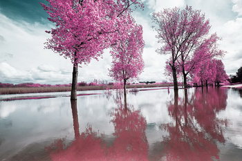 Skleněný Obraz Pink World - Rozkvetlý strom 2