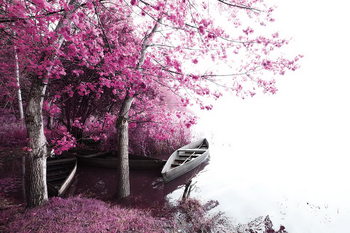Skleněný Obraz Pink World - Rozkvetlý strom s lodí 2