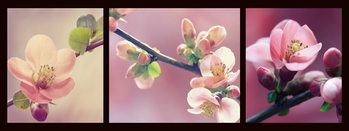 Skleněný Obraz Pink World - Růžová orchidej