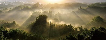 Skleněný Obraz Pohled na les se slunečnými paprsky