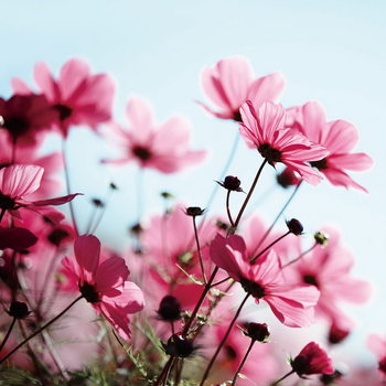 Skleněný Obraz Růžové květiny na louce