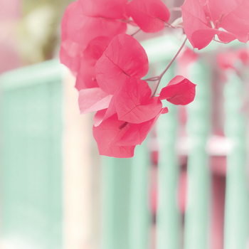 Skleněný Obraz Růžové květy a plot