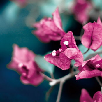 Skleněný Obraz Růžové květy - Strom