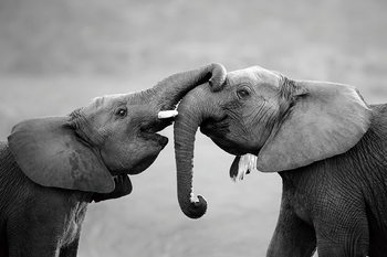 Skleněný Obraz Sloni - Přátelství