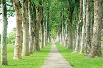 Skleněný Obraz Stromy - Lemovaná cesta