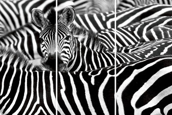 Skleněný Obraz Zebra - Mnoho zeber