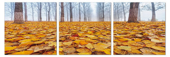 Ground covered with leaves Slika