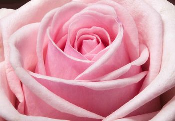 The Sensual Rose Staklena slika